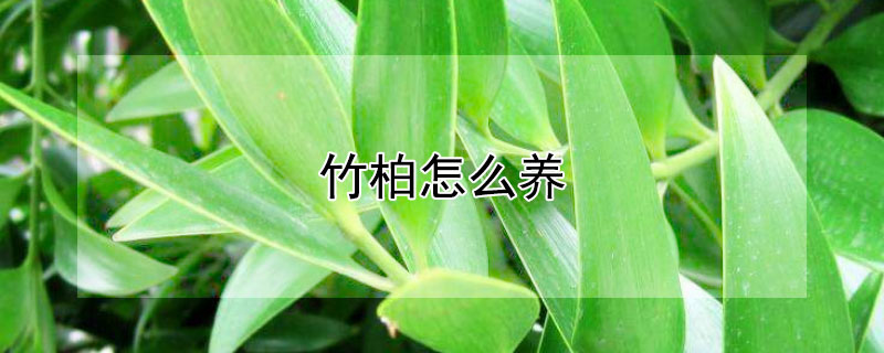竹柏怎么养 竹柏怎么养护