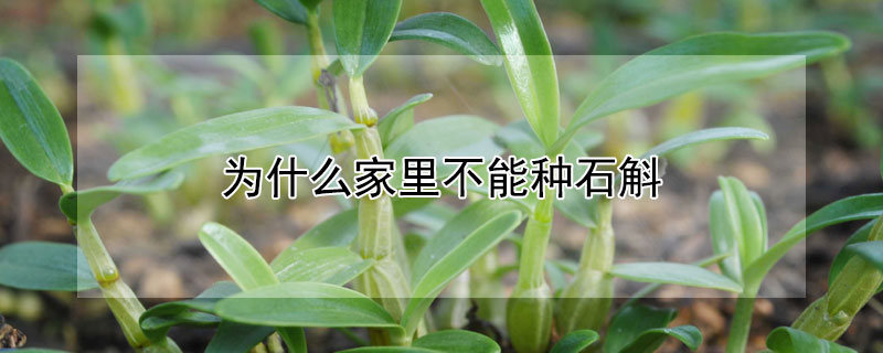 为什么家里不能种石斛（为什么家里不能种石斛 视频）