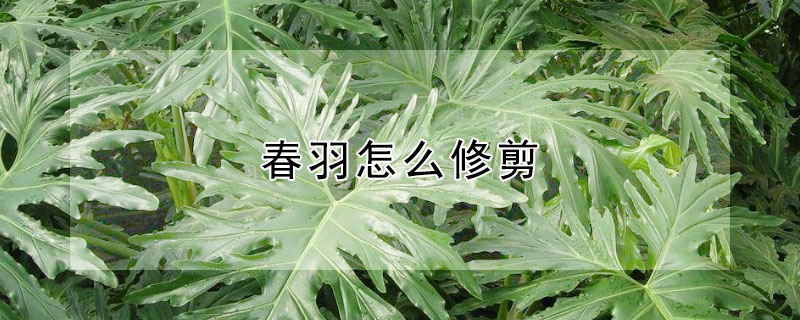 春羽怎么修剪（春羽怎么修剪根的视频）