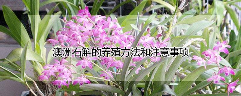 澳洲石斛的养殖方法和注意事项（铁皮石斛怎么养家庭养法）