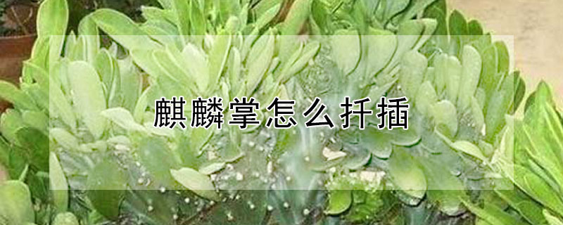 麒麟掌怎么扦插（麒麟掌怎么扦插生根视频）