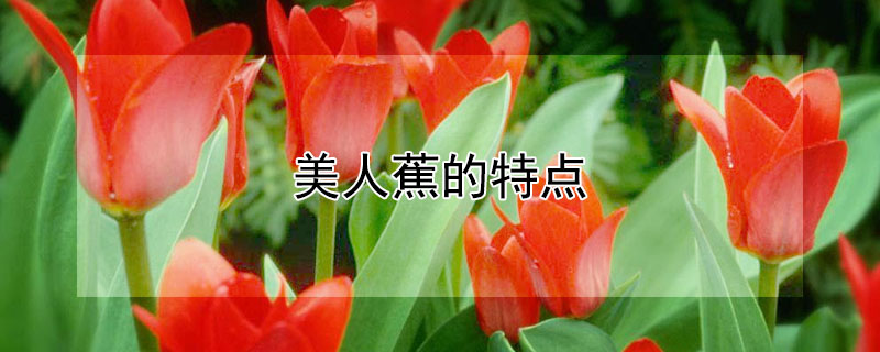 美人蕉的特点 美人蕉的特点和象征意义