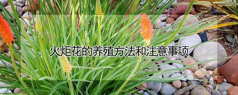 火炬花的养殖方法和注意事项 火炬花的养殖方法和注意事项有哪些