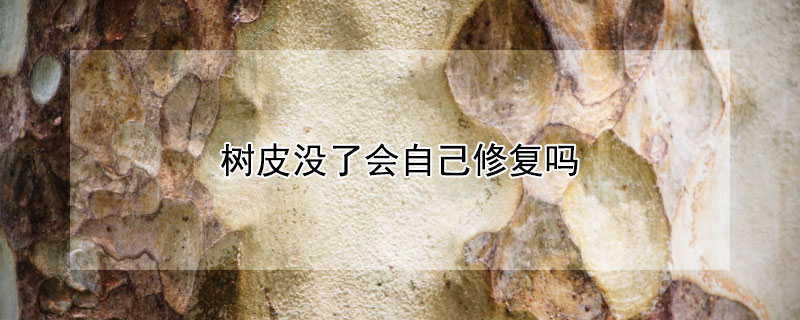 树皮没了会自己修复吗（大面积树皮损伤后如何修复）