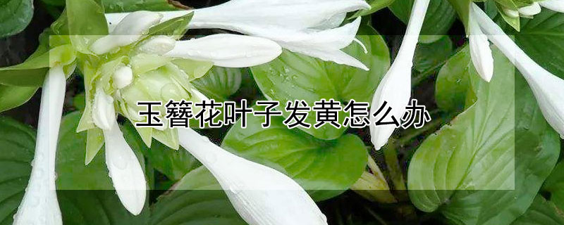 玉簪花叶子发黄怎么办 玉簪花叶子发黄怎么办呢