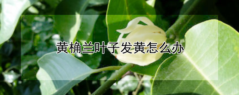 黄桷兰叶子发黄怎么办 黄桷兰叶子发黄怎么办视频