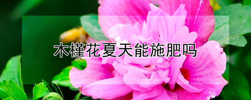 木槿花夏天能施肥吗（木槿花夏天可以移栽吗）