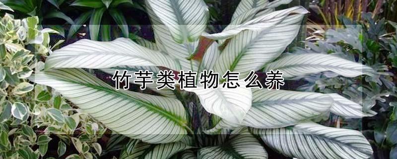 竹芋类植物怎么养 竹芋类植物养护