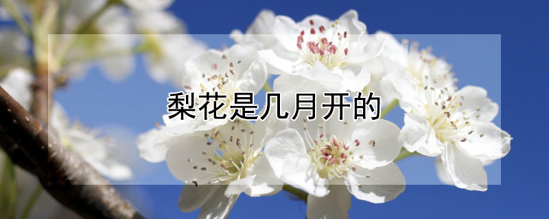 梨花是几月开的（梨花是几月开的花）