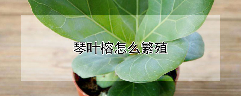 琴叶榕怎么繁殖 琴叶榕怎么繁殖方法