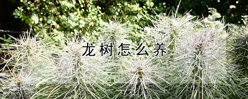 龙树怎么养 龙树怎么养才长得好