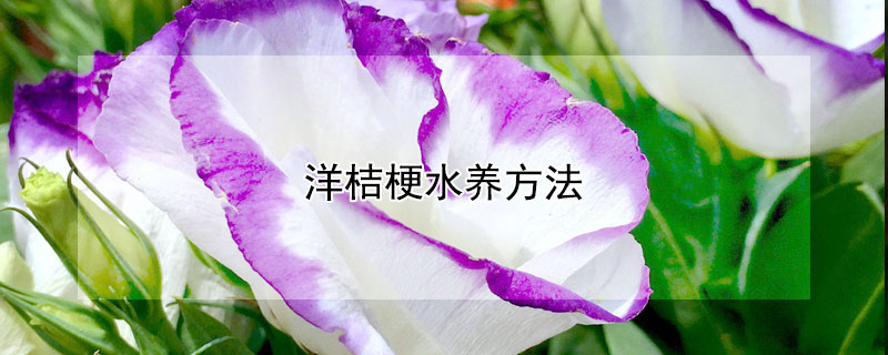 洋桔梗水养方法 洋桔梗水养方法图片