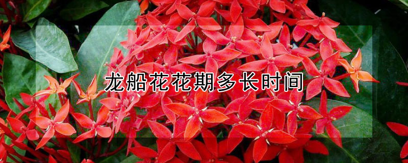 龙船花花期多长时间 龙船花花期有多长