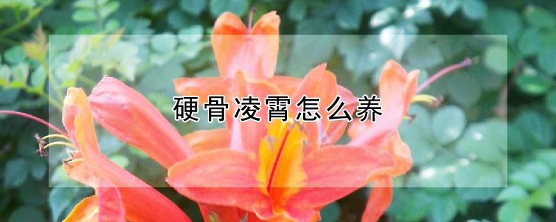 硬骨凌霄怎么养 硬骨凌霄适合家养吗
