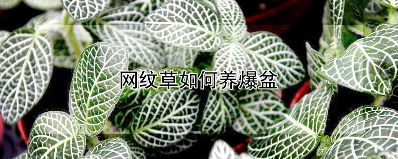 网纹草如何养爆盆（网纹草如何养爆盆视频）
