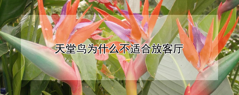 天堂鸟为什么不适合放客厅（天堂鸟放客厅不见光可以吗?）