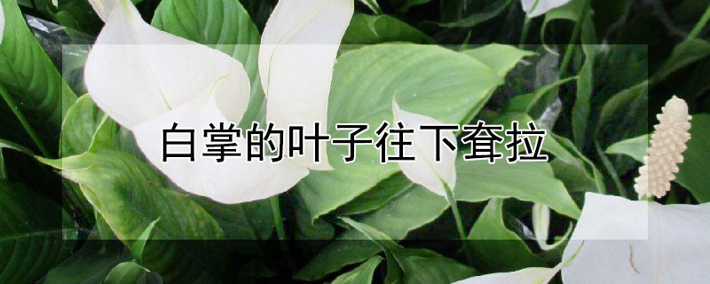 白掌的叶子往下耷拉（白掌叶子都耷拉下来了）