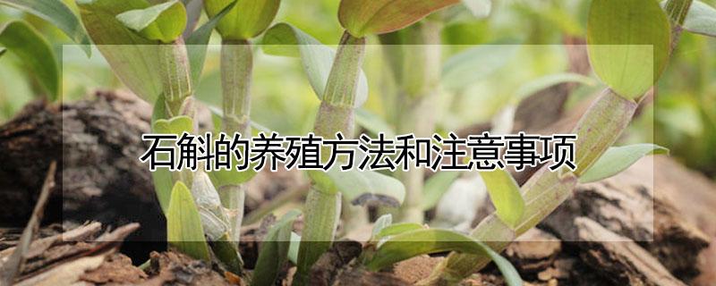 石斛的养殖方法和注意事项（香水石斛的养殖方法和注意事项）