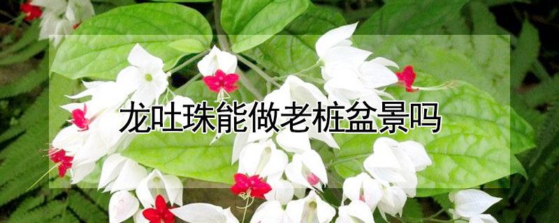 龙吐珠能做老桩盆景吗（龙吐珠能养老桩吗）