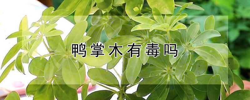 鸭掌木有毒吗（鸭掌木有毒吗正确答案）