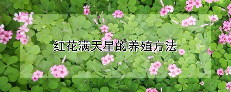 红花满天星的养殖方法（红满天什么时候开花）