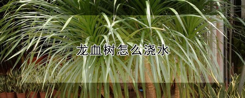 龙血树怎么浇水（龙血树怎么浇水和注意事项）