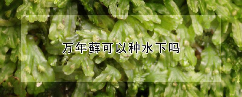 万年藓可以种水下吗 万年藓可以种水下吗图片