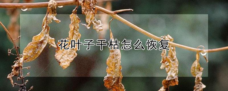 花叶子干枯怎么恢复 花叶子干枯怎么办