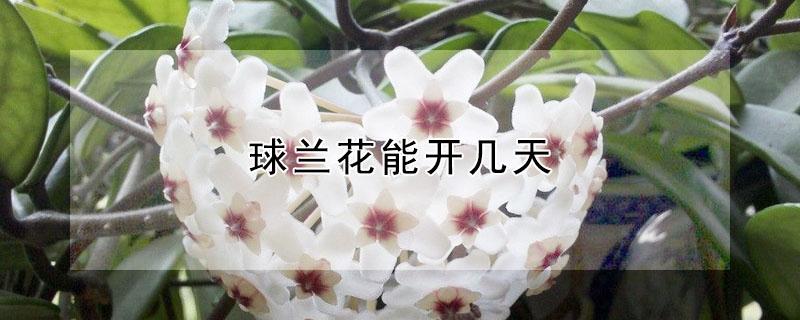 球兰花能开几天（球兰花开几天能凋谢）