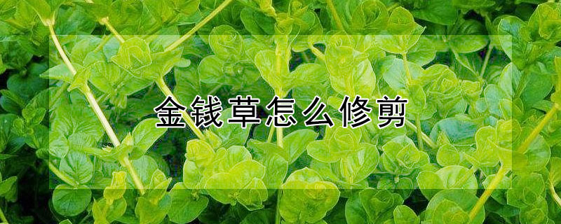 金钱草怎么修剪 铜钱草如何修剪爆盆