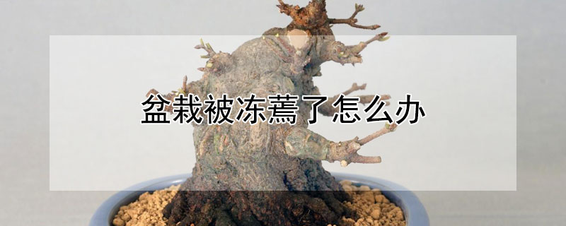 盆栽被冻蔫了怎么办（盆栽植物被冻了怎么办）