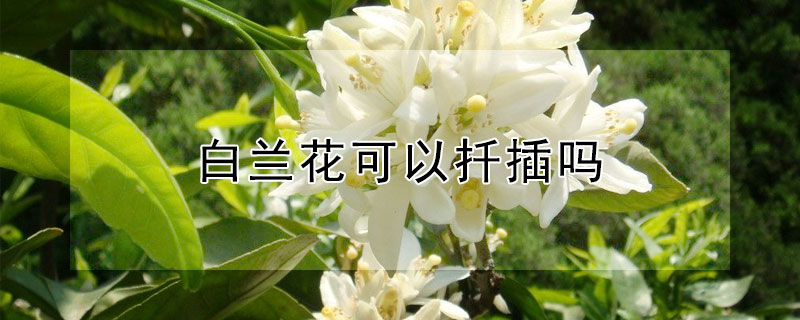 白兰花可以扦插吗（白兰花可以扦插吗白兰）