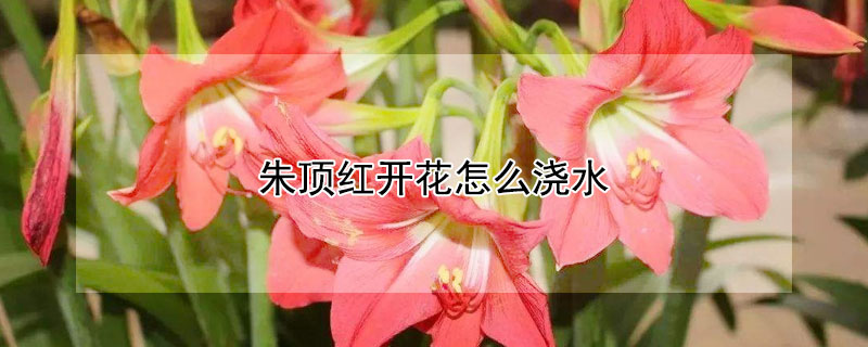 朱顶红开花怎么浇水 朱顶红开花怎么浇水好