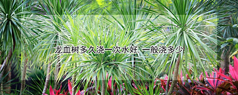龙血树多久浇一次水好,一般浇多少 龙血树多久浇一次水好,一般浇多少次水