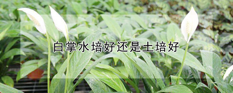 白掌水培好还是土培好 红掌水培好还是土栽好