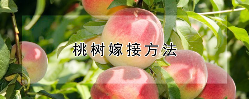 桃树嫁接方法（3月份桃树嫁接方法）