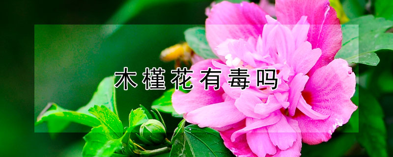 木槿花有毒吗（丹麦木槿花有毒吗）