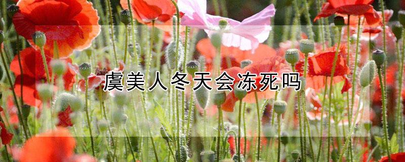 虞美人冬天会冻死吗（虞美人可以过冬吗）