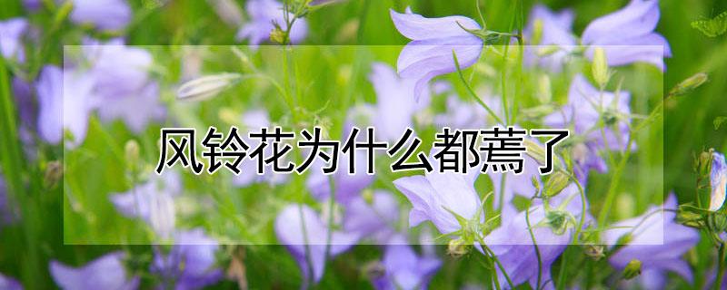 风铃花为什么都蔫了 风铃花蔫了怎么回事
