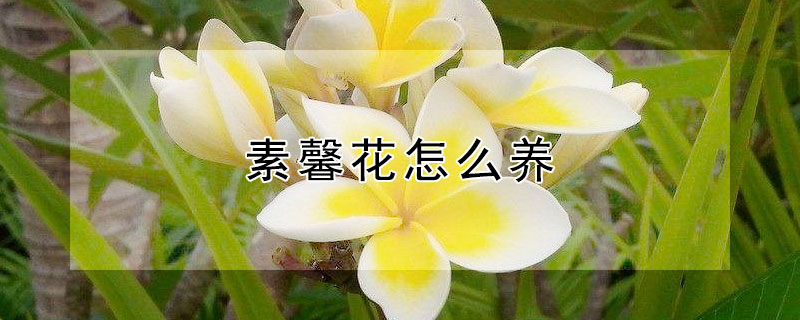 素馨花怎么养 素馨花怎么养,素馨花的养殖方法