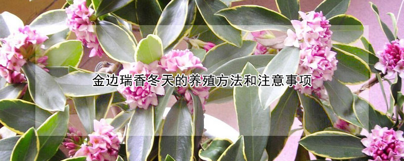 金边瑞香冬天的养殖方法和注意事项 金边瑞香冬季的养殖方法