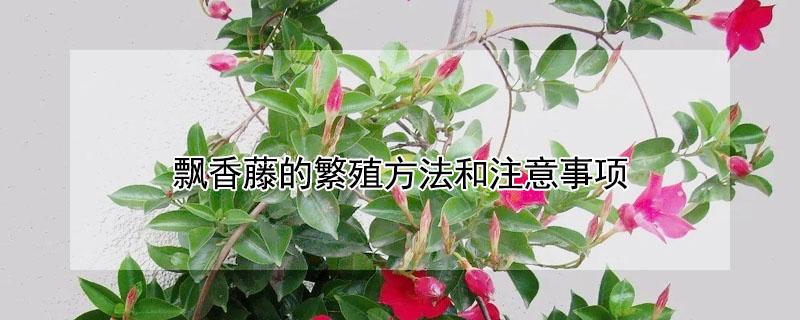 飘香藤的繁殖方法和注意事项 飘香藤怎么繁殖能扦插吗