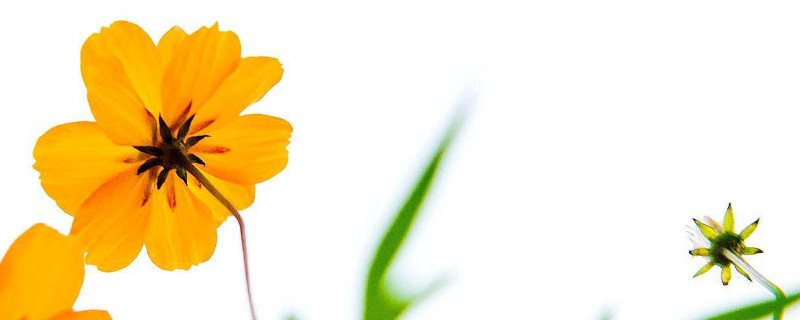 硫华菊怎么种（硫华菊怎么种植）