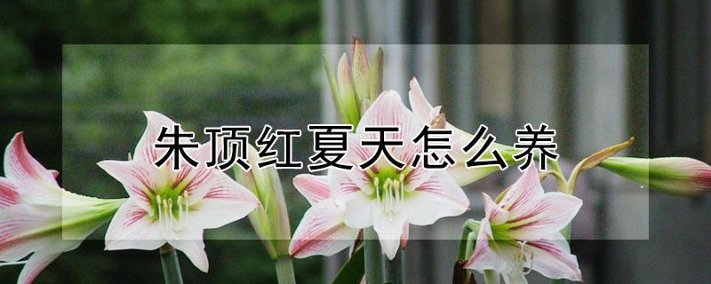 朱顶红夏天怎么养 朱顶红夏天怎么养 百度贴吧