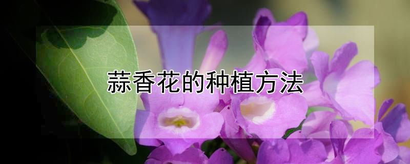 蒜香花的种植方法 四季不落叶的爬藤植物
