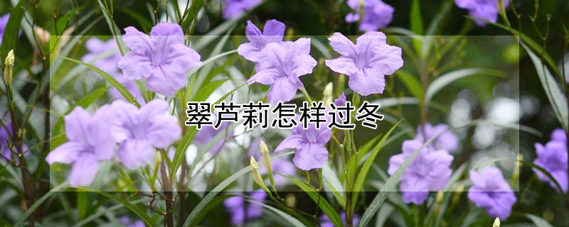 翠芦莉怎样过冬（翠芦莉冬季需要修剪吗）