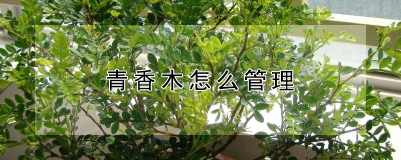青香木怎么管理 青香木怎么管理最好
