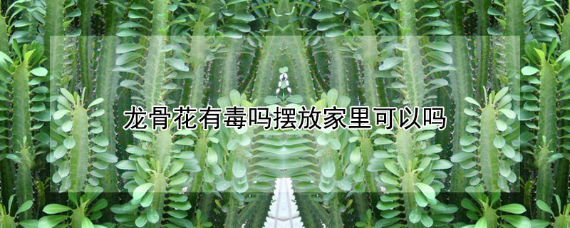 龙骨花有毒吗摆放家里可以吗（龙骨花有毒吗摆放家里可以吗）
