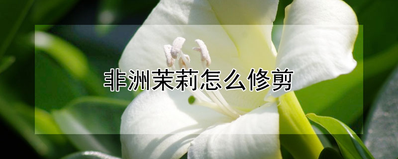 非洲茉莉怎么修剪（非洲茉莉怎么修剪能开花）
