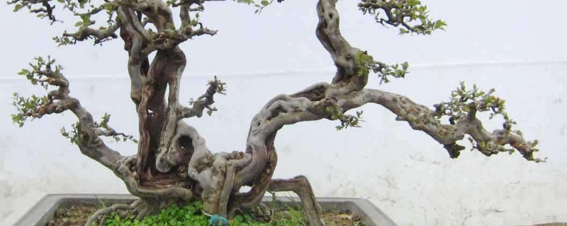 雀梅花盆景如何养 雀梅花盆景如何养护和管理